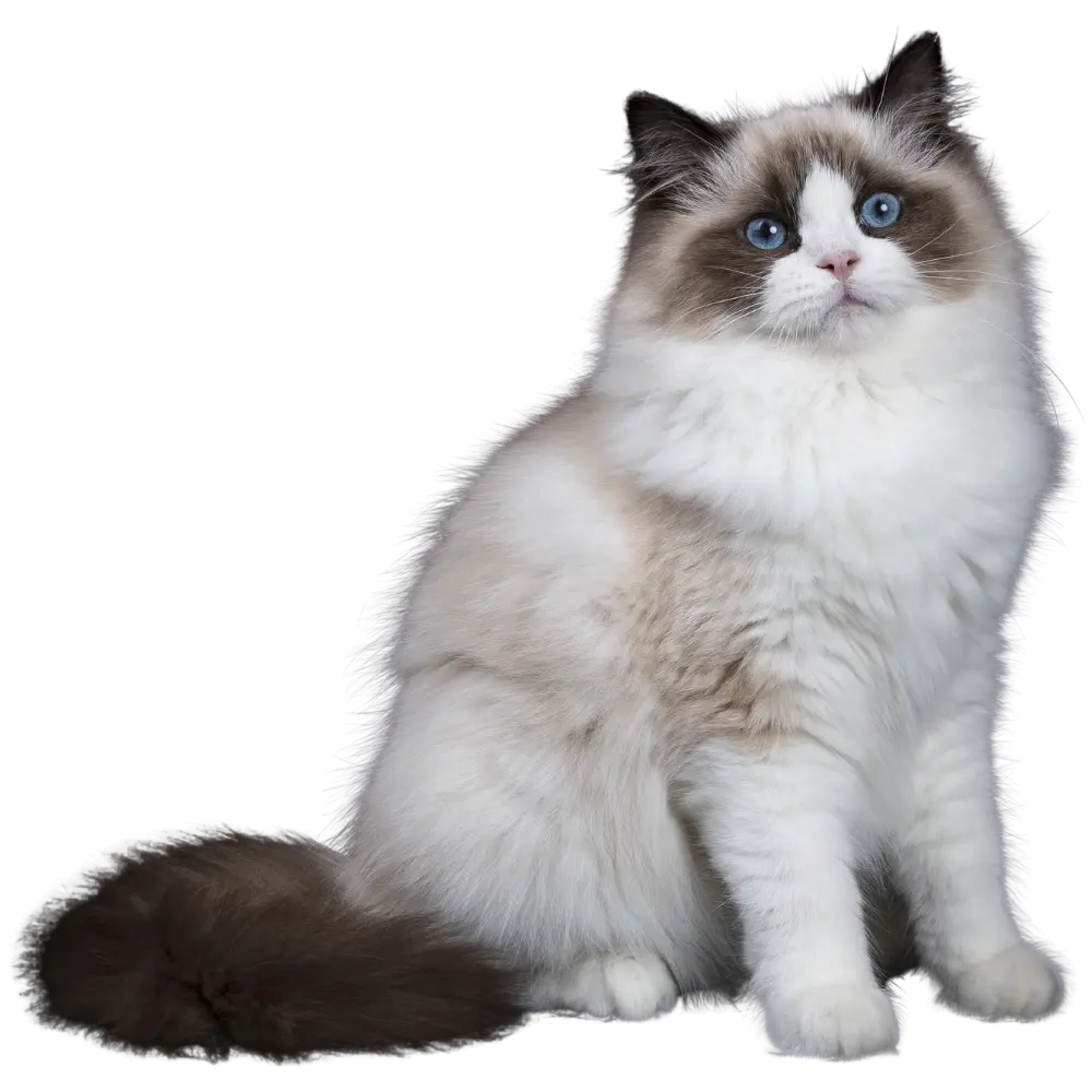 โรงแรมแมวศรีราชา