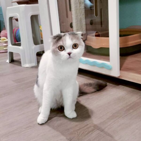 LINE_ALBUM_น้องสโนว์_250915_1 LINE_ALBUM_น้องสโนว์_250915_1