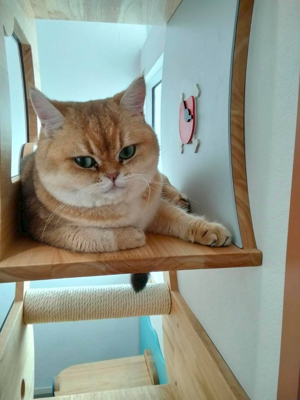 โรงแรมแมวศรีราชา